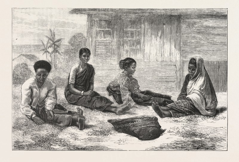 CEYLON COFFEE PICKERS, Sri Lanka, engraving 1876