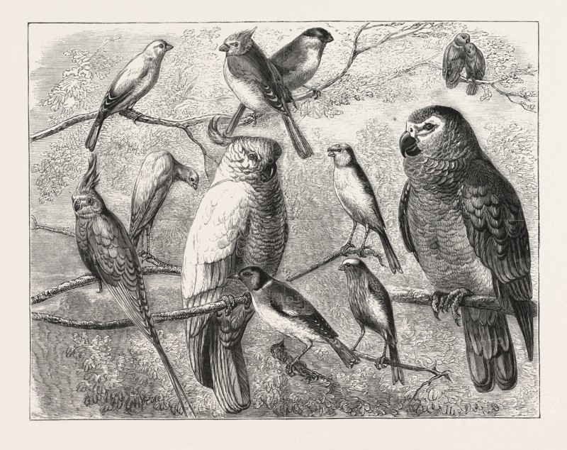 THE BIRD SHOW AT THE CRYSTAL PALACE, LONDON, ENGRAVING 1876, UK, britain, british, europe, united kingdom, great britain, european