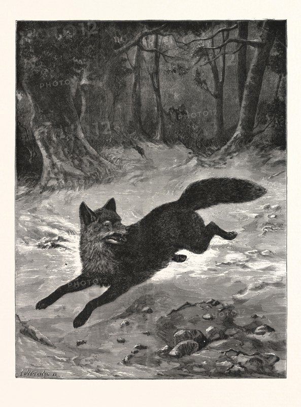 FOX-HUNTING: BREAKING COVER., FOX, HUNT, HUNTING, ENGRAVING 1876, UK, britain, british, europe, united kingdom, great britain, european