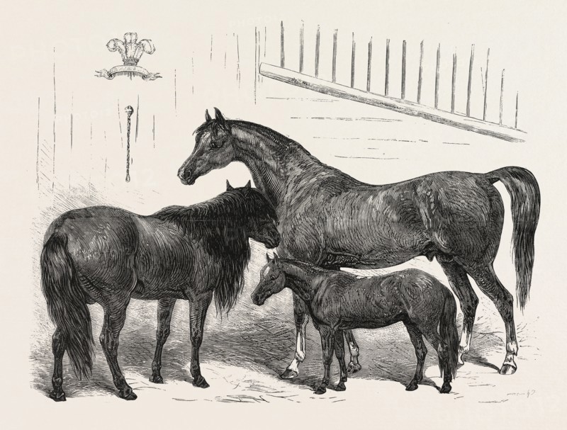 THE PRINCE OF WALES INDIAN HORSES AT THE AGRICULTURAL HALL HORSE SHOW. CABULEE, NAWAB, HUSSAR, ENGRAVING 1876, UK, britain, british, europe, united kingdom, great britain, european