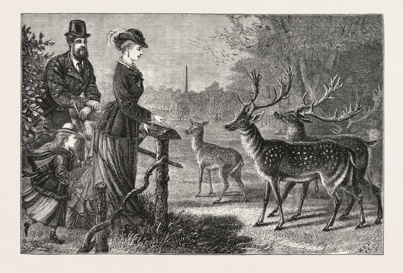 FEEDING THE DEER, PHOENIX PARK, DUBLIN, IRELAND, ENGRAVING 1876, europe, european
