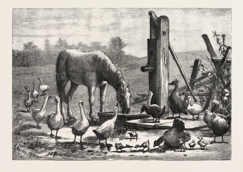 A FASHIONABLE WATERING PLACE. HORSE, GEESE, CHICKEN, OUTDOOR, FARM, ENGRAVING 1876