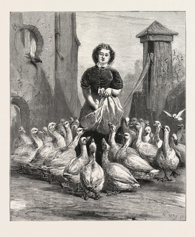 MICHAELMAS GEESE,  THE LAST MEAL, ENGRAVING 1876