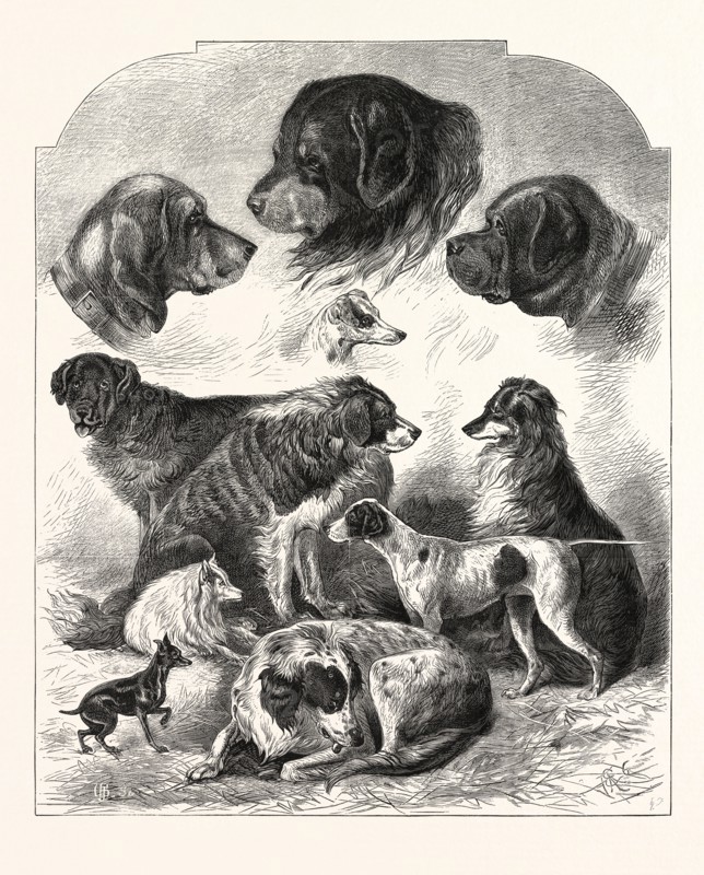 THE BRIGHTON DOG SHOW, ENGRAVING 1876, UK, britain, british, europe, united kingdom, great britain, european