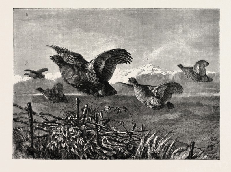 A COVEY OF PARTRIDGES