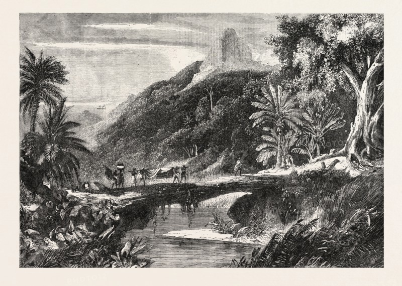 A FOREST SCENE IN MADAGASCAR, 1865