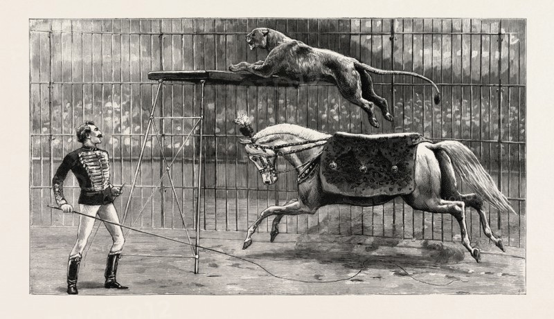THE EQUESTRIAN LION GOING THROUGH HIS PERFORMANCE AT COVENT GARDEN THEATRE, LONDON, engraving 1890, uk, britain, british, united kingdom, great britain, europe, european