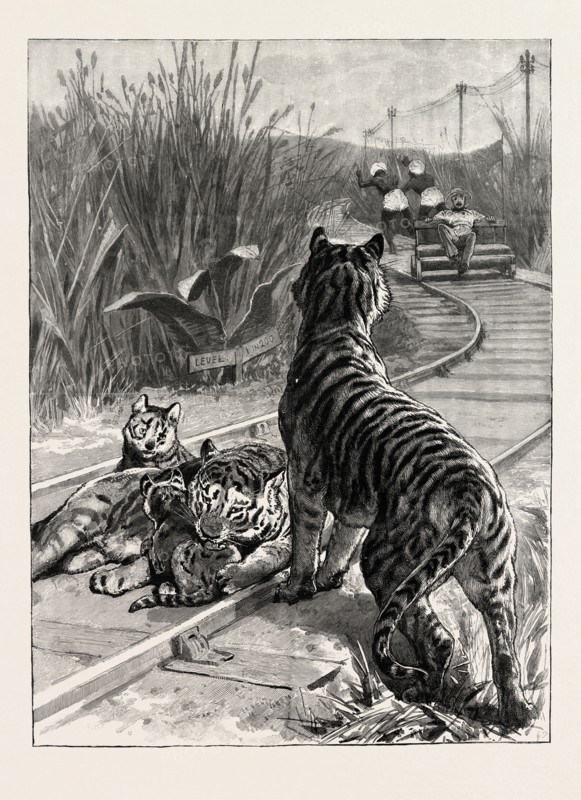 AN UNEXPECTED DANGER AN ENGINEER'S PREDICAMENT IN INDIA, TIGERS ON THE RAILWAY TRACK, engraving 1890