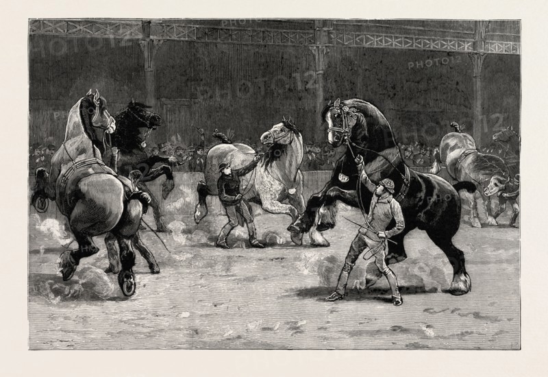 THE SHIRE HORSE SHOW AT THE AGRICULTURAL HALL, THE EFFECT OF APPLAUSE, engraving 1890, UK, U.K., Britain, British, Europe, United Kingdom, Great Britain, European