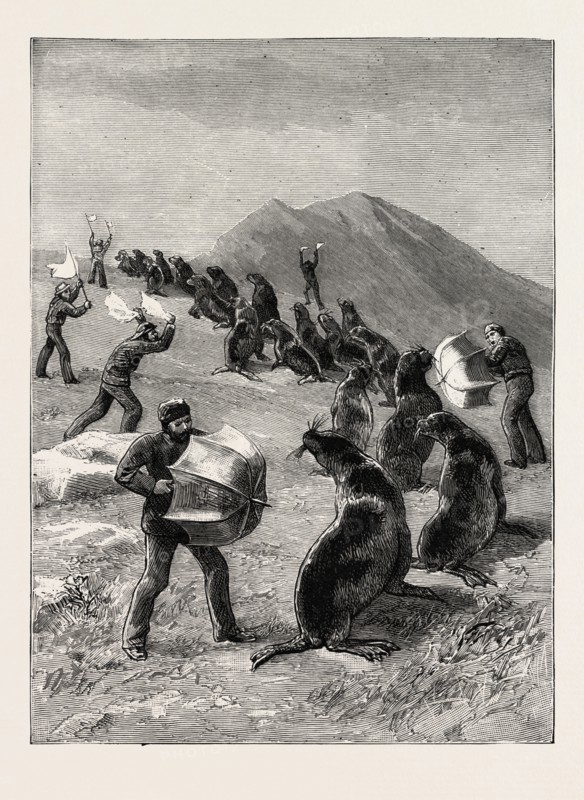 THE AMERICAN FISHERIES QUESTION, DRIVING SEALS TO THE KILLING PLACE, BEHRING'S STRAITS, US, USA, America, United States, engraving 1890