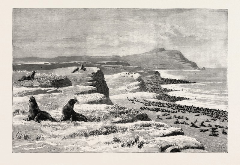 THE AMERICAN FISHERIES QUESTION, FUR SEAL ROOKERY IN THE PRIBYLOV ISLANDS, US, USA, America, United States, engraving 1890