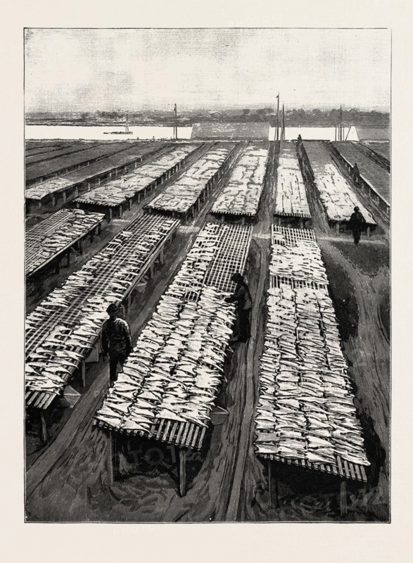 THE AMERICAN FISHERIES QUESTION, COD DRYING ON FLAKES AT GLOUCESTER, MASSACHUSETTS, US, USA, America, United States, engraving 1890