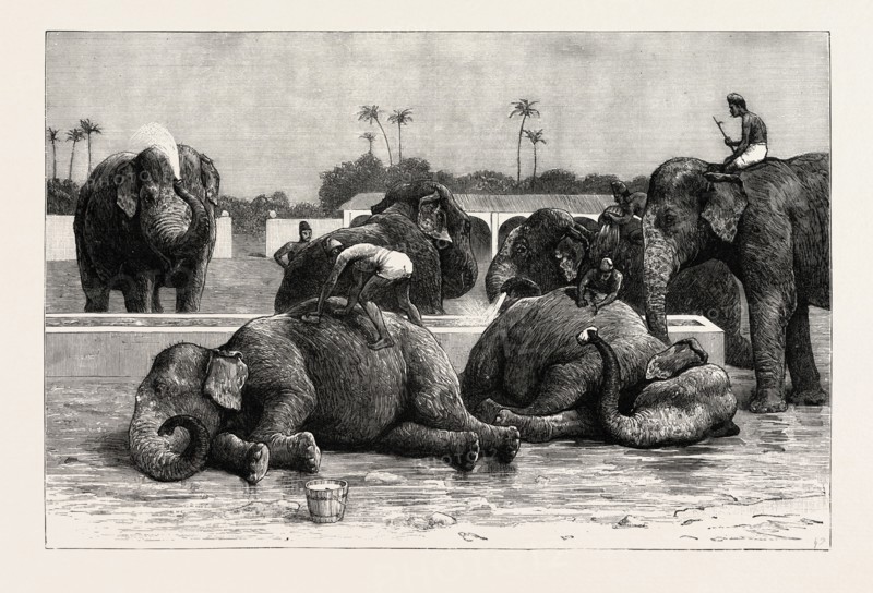 ELEPHANTS IN INDIA, THE MORNING BATH BEFORE BREAKFAST, engraving 1890, engraved image, history, arkheia, illustrative technique, engravement, engraving, victorian, Arts, Culture, 19th Century Style, Retro Styled, Vintage, retro, nineteenth century engraving, historic art