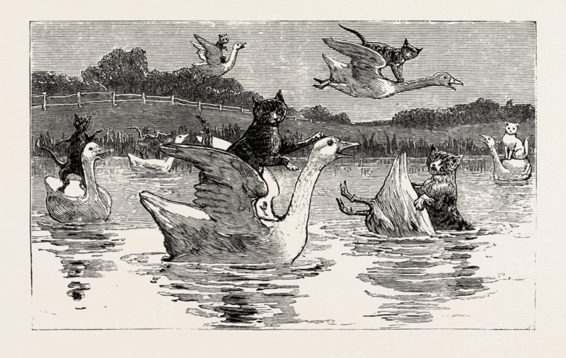 To show them his poultry, he turned them all loose, When each nimbly leaped on the back of a goose , Which frightened them so, that they ran to the sea, And half-drowned the cats of Dame Wiggins of Lee, engraving 1890, engraved image, history, arkheia, illustrative technique, engravement, engraving, victorian, Arts, Culture, 19th Century Style, Retro Styled, Vintage, retro, nineteenth century engraving, historic art