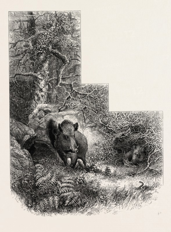 A Lair in the Forest of Fontainebleau, France, 19th century engraving