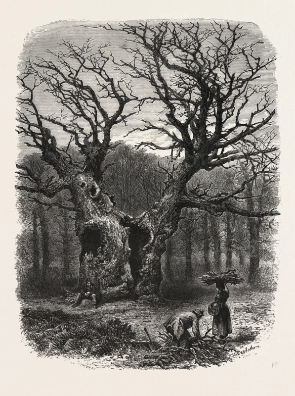 William the Conqueror's Oak, Windsor, UK, U.K., Britain, British, Europe, United Kingdom, Great Britain, European, 19th century engraving