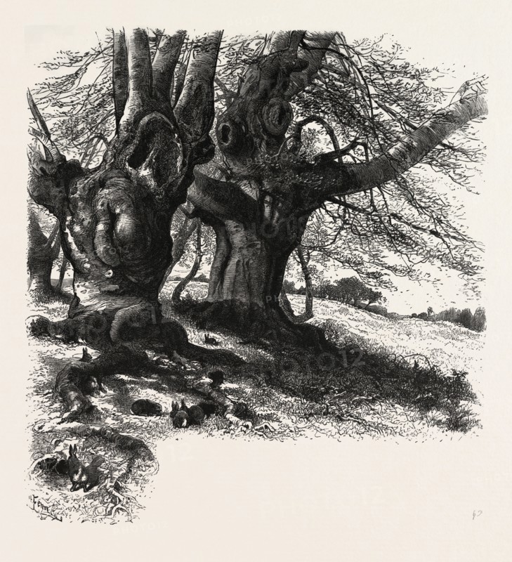 Burnham Beeches, the forest scenery of Great Britain, UK, U.K., Britain, British, Europe, United Kingdom, European, 19th century engraving