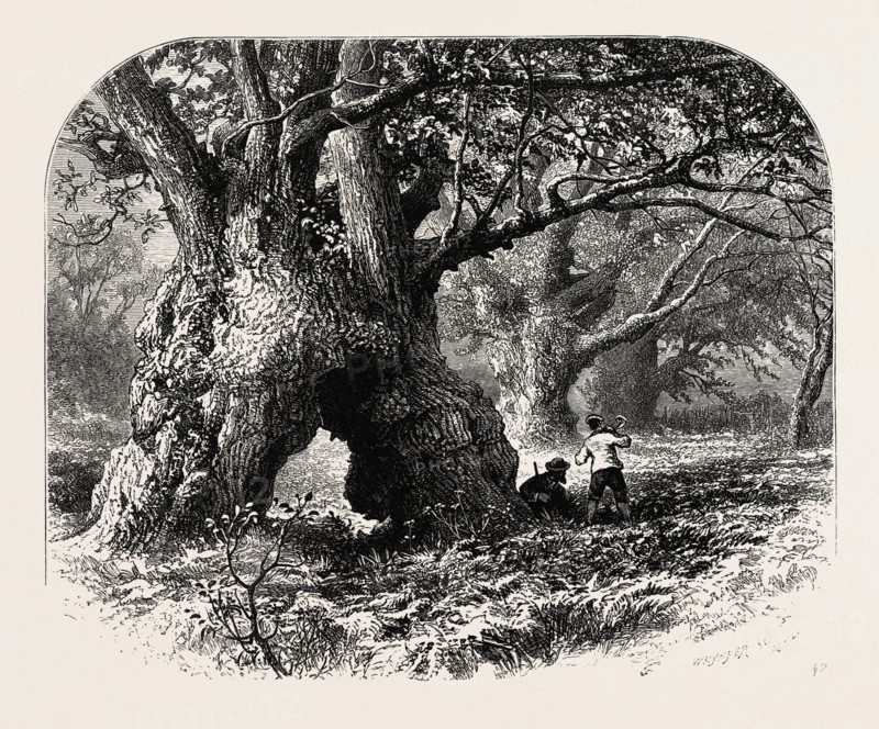 Oaks in Needwood Forest, the forest scenery of Great Britain, UK, U.K., Britain, British, Europe, United Kingdom, European, 19th century engraving