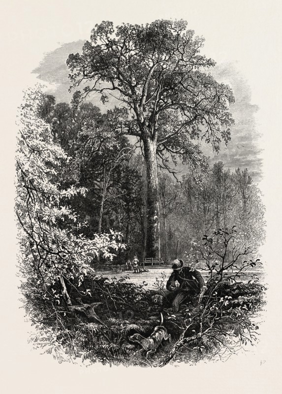 The Victoria Oak, Windsor Forest, the forest scenery of Great Britain, UK, U.K., Britain, British, Europe, United Kingdom, European, 19th century engraving
