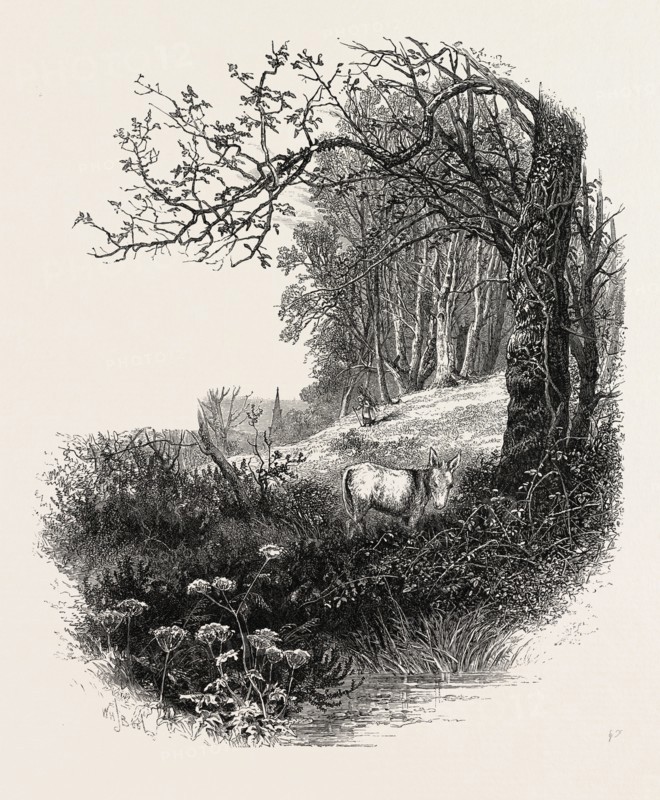 High Beech, Epping Forest, the forest scenery of Great Britain, UK, U.K., Britain, British, Europe, United Kingdom, European, 19th century engraving