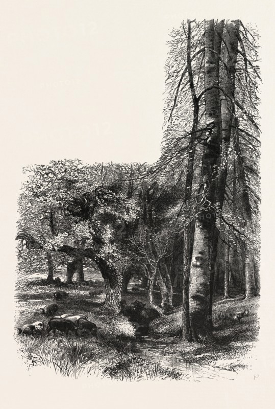 In the New Forest, near Lyndhurst, the forest scenery of Great Britain, UK, U.K., Britain, British, Europe, United Kingdom, European, 19th century engraving