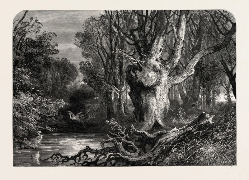 IN THE NEW FOREST, LYMINGTON, UK, Great Britain, United Kingdom, 19th century engraving