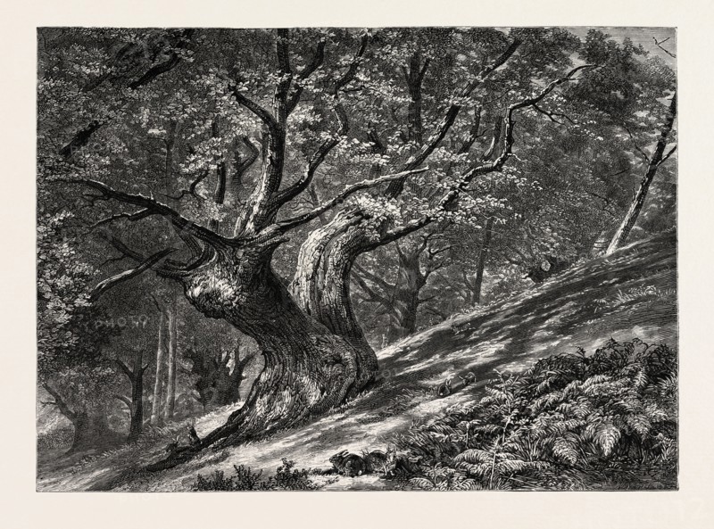AT CONEY HILL, HAYES COMMON, KENT, UK, Great Britain, United Kingdom, 19th century engraving
