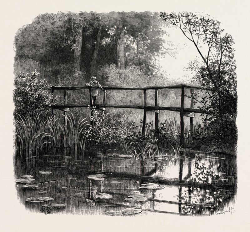 Near Godalming, the forest scenery of Great Britain, UK, U.K., Britain, British, Europe, United Kingdom, European, 19th century engraving
