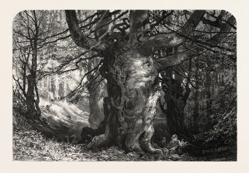 BURNHAM BEECHES, UK, Great Britain, United Kingdom, 19th century engraving