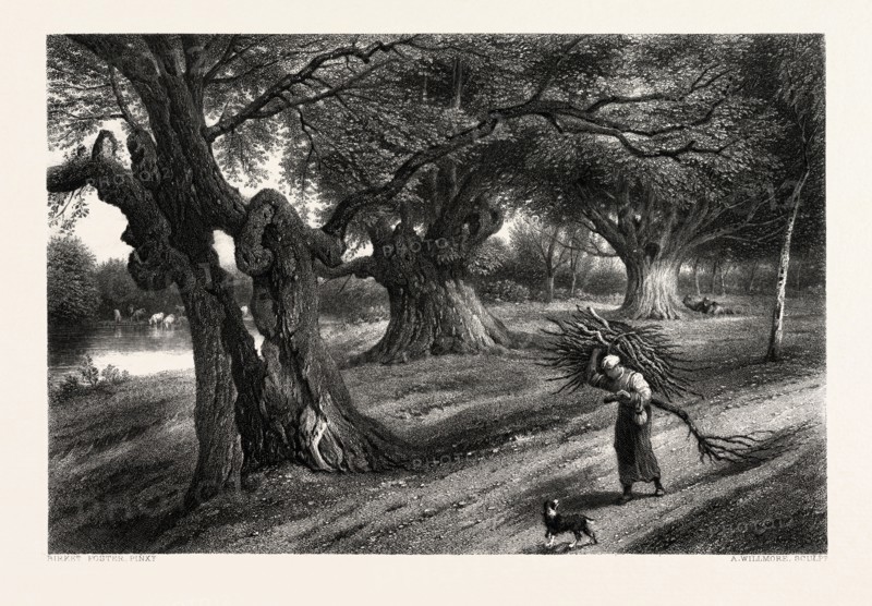 Burnham Beeches, UK, Great Britain, United Kingdom, 19th century engraving