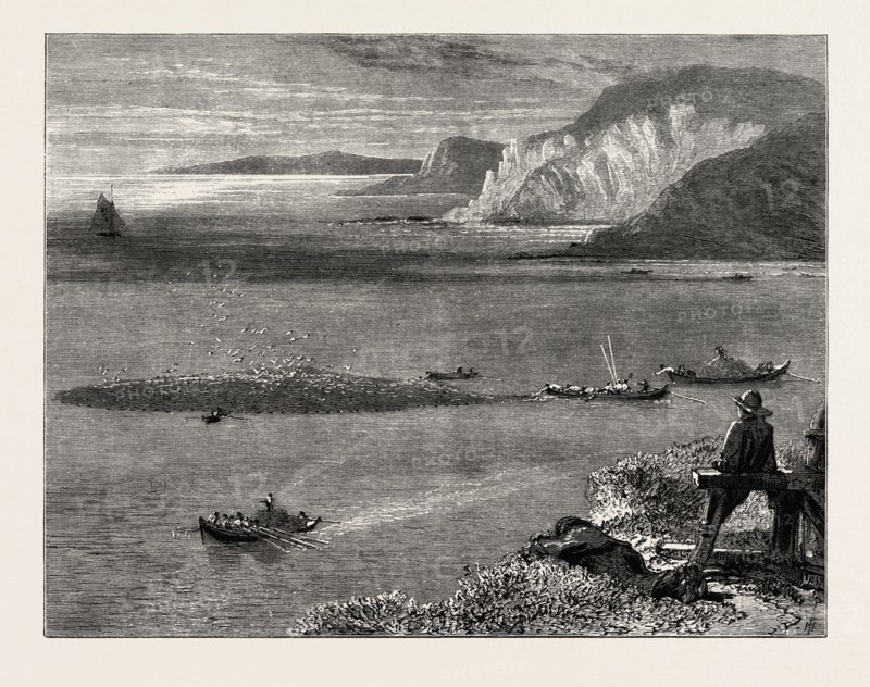 Pilchard Fishing of the Lizard, the south coast, UK, U.K., Britain, British, Europe, United Kingdom, Great Britain, European, 19th century engraving