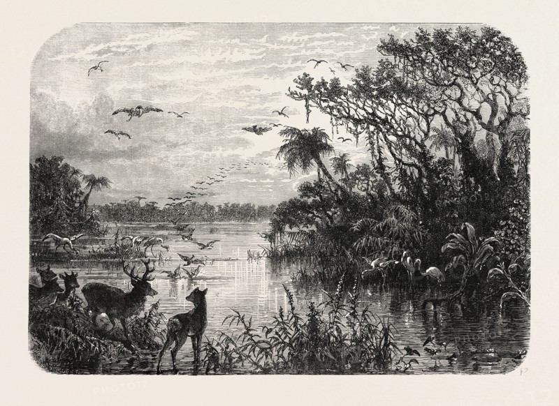 SCENE UPON A CREEK, TRIBUTARY TO THE ST. JOHN'S, FLORIDA, UNITED STATES OF AMERICA, US, USA, 1870s engraving