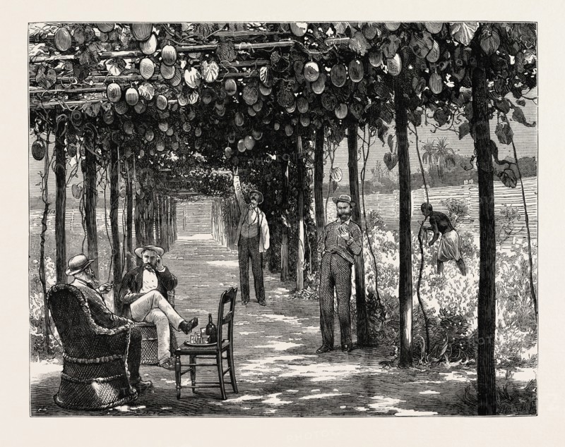 VINERY OF MARACITJA, AT EMBOMA, CONGO RIVER, COAST OF AFRICA