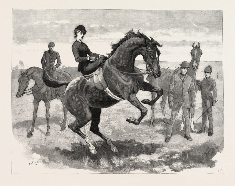 DRAWN BY JOHN CHARLTON, HORSES, engraving 1884, life in Britain, UK, britain, british, europe, united kingdom, great britain, european, art, artist