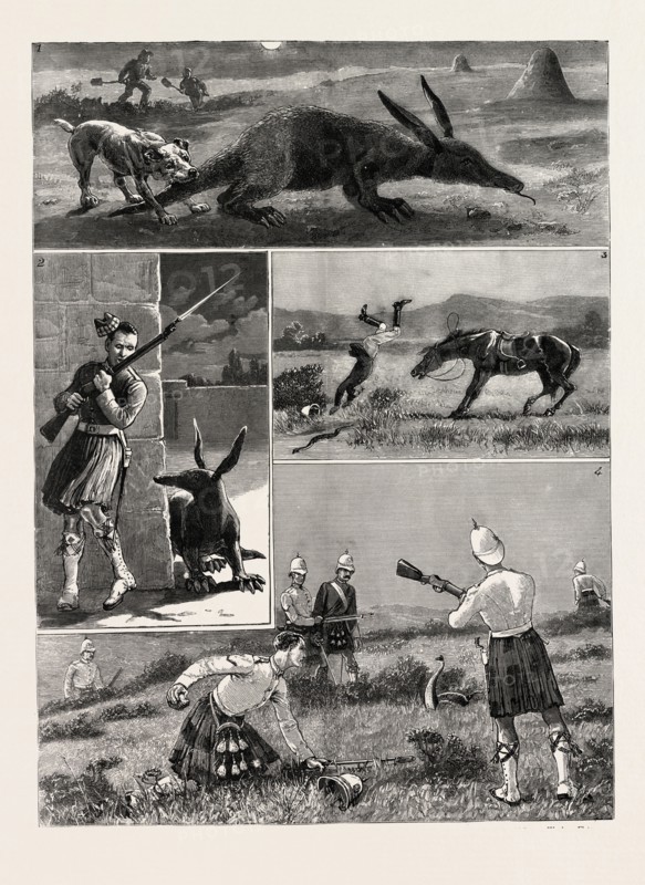 SOUTH AFRICA, I. Capture of an Aard Vark or Earth Pig. 2. A Sentinel Surprised by the Aard Vark. 3. The Lieutenant and the Cobra. 4. Skirmishers at a Field Day on Wynberg Flats, engraving 1884