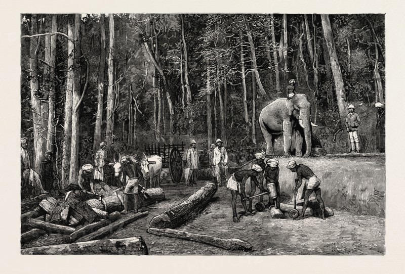 NATIVES FELLING TIMBER IN A FOREST  PERSEVERANCE PROPERTY, GOLD MINING IN WYNAAD, INDIA, engraving 1884