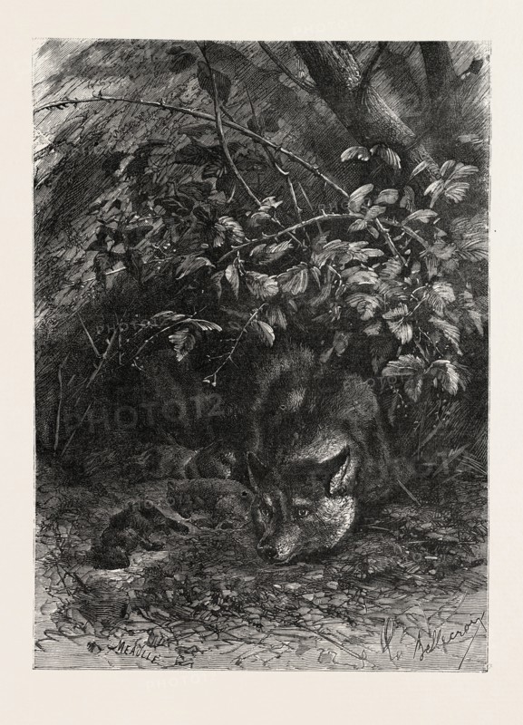THE WOLF IN ITS LAIR, ENGRAVING 1882