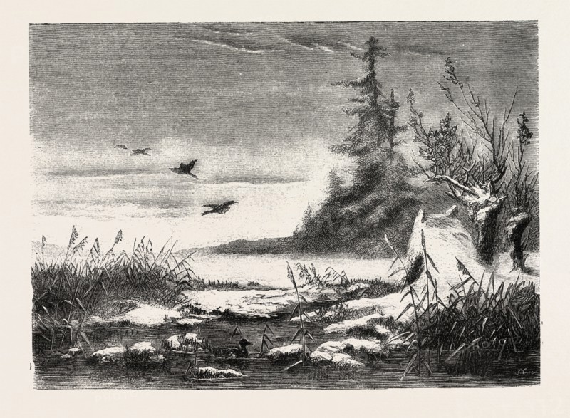 AMBUSH FOR DUCK SHOOTING, ENGRAVING 1882