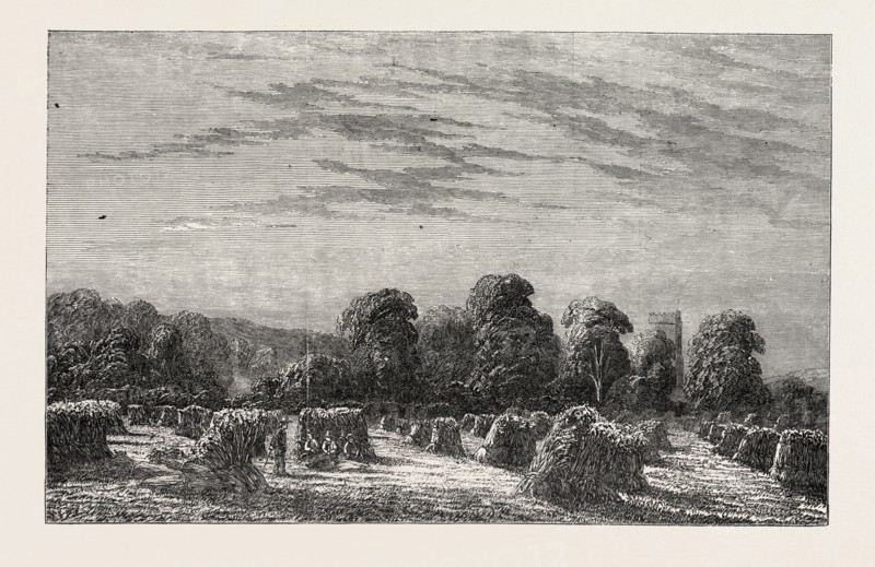 EXHIBITION OF MODERN BRITISH ART: A CORN FIELD: EVENING. PAINTED BY C. DAVIDSON, 1851 engraving