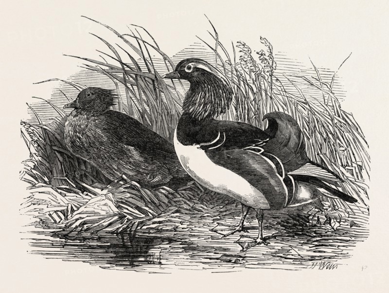 MANDARIN DUCKS, 1851 engraving