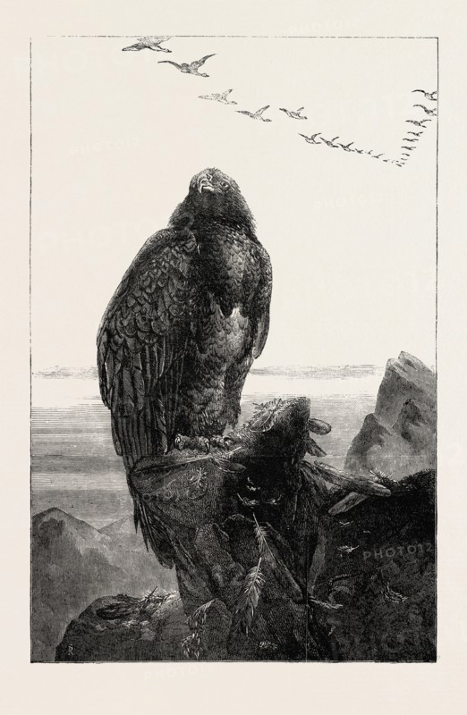 THE EAGLE'S THRONE PAINTED BY J. WOLF, EXHIBITION OF THE BRITISH INSTITUTION, UK, 1851 engraving