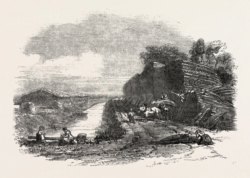 WHITTLESEA MERE, STACKING REED, BY THE HOLME LODGE, UK, 1851 engraving