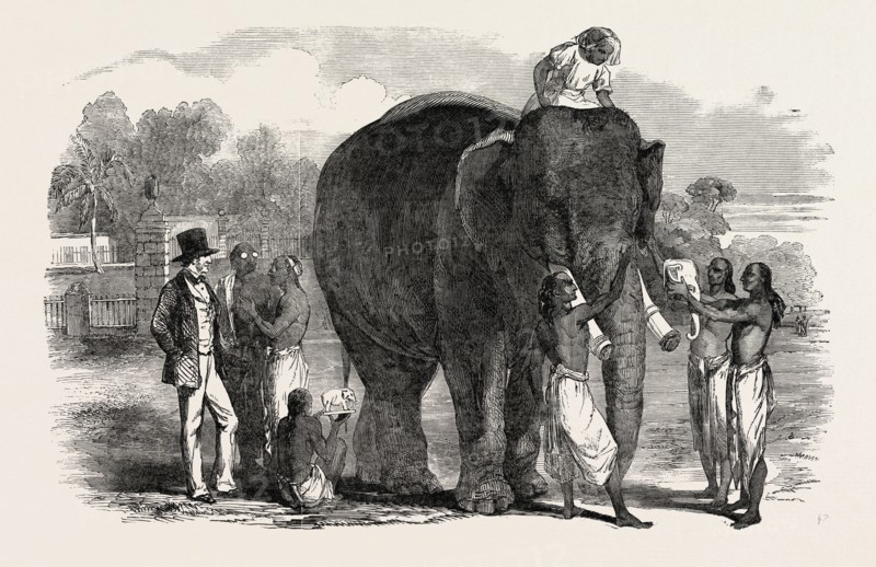 MODELLING IVORY FIGURES FROM THE LIVING ELEPHANT, AT BERHAMPOOR, BRAHMAPUR, BENGAL, INDIA, 1851 engraving