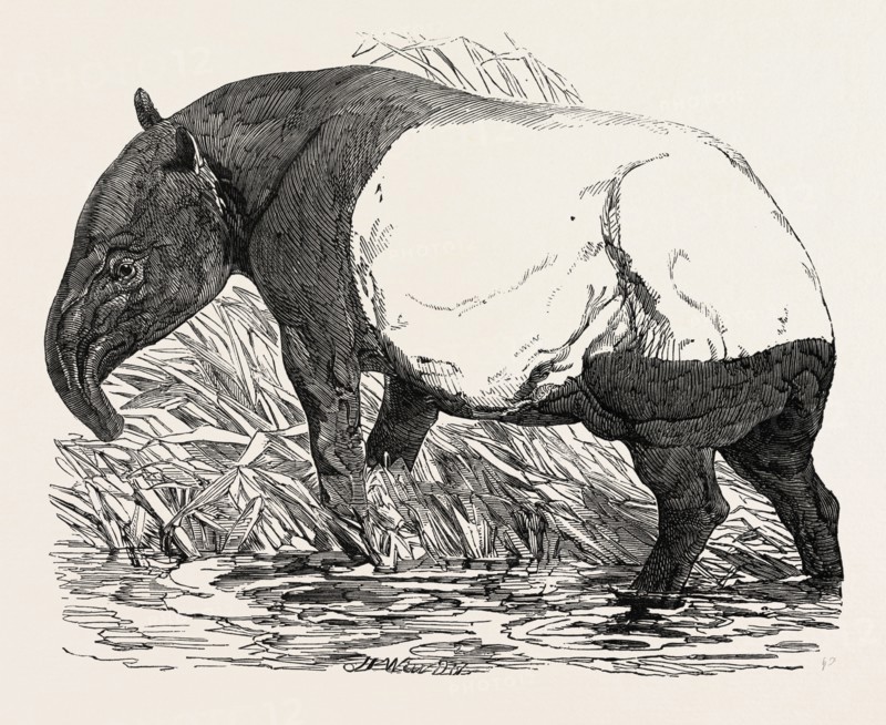 MALAYAN TAPIR, IN THE MENAGERIE OF THE ZOOLOGICAL SOCIETY, REGENT'S PARK, LONDON, UK, 1851 engraving