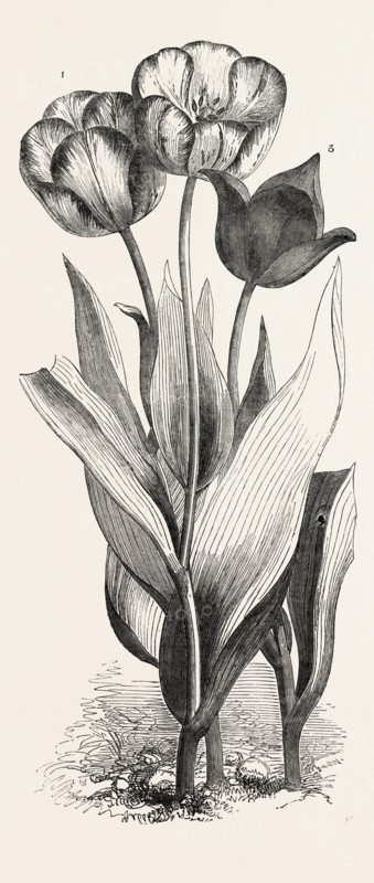 1. SEEDLING TULIP, RAISED BY MR. GROOM. 2. FEATHERED BIZARD TULIP: DR. HORNER 3. WILD TULIP OF THE LEVANT, 1851 engraving