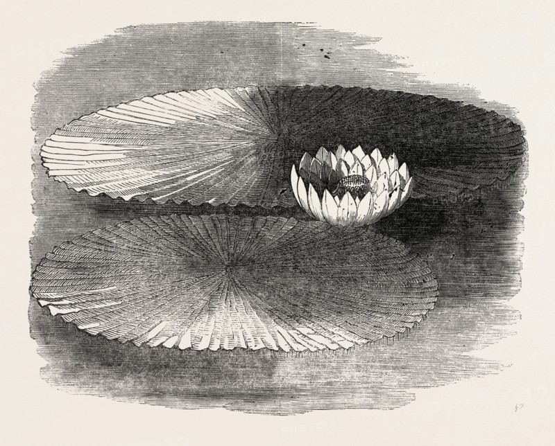 VICTORIA REGIA, IN FLOWER, AT MESSRS. WEEKS'S, KING'S ROAD NURSERY, CHELSEA, LONDON, UK, 1851 engraving