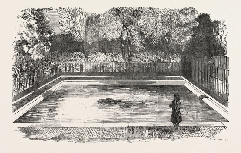 THE HIPPOPOTAMUS IN HIS NEW BATH IN THE ZOOLOGICAL SOCIETY'S GARDENS, REGENT'S PARK, LONDON, UK, 1851 engraving