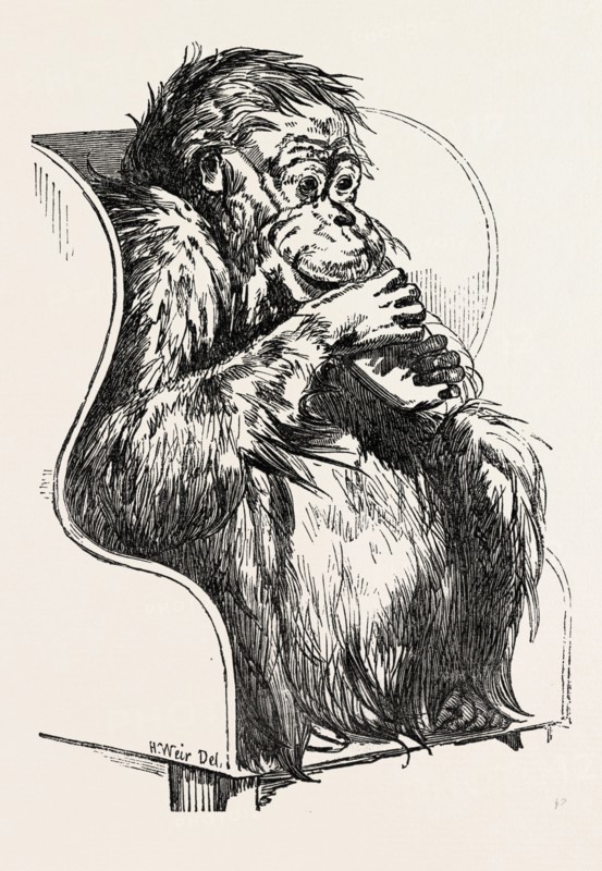 ORANG UTAN, PRESENTED TO THE ZOOLOGICAL SOCIETY'S GARDENS, REGENT'S PARK, LONDON, UK, 1851 engraving