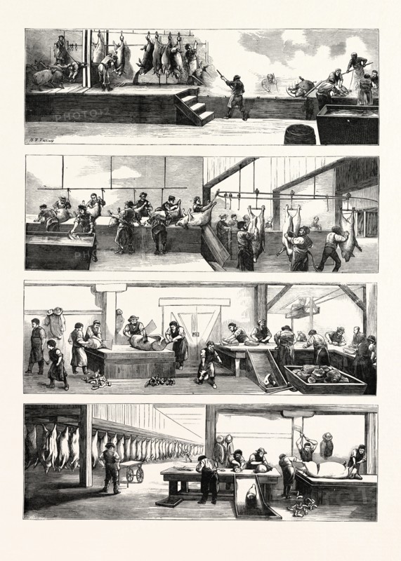 AMERICAN INDUSTRY AND COMMERCE, HOG-SLAUGHTERING AT CINCINNATI, UNITED STATES OF AMERICA, US, USA, 1873 engraving