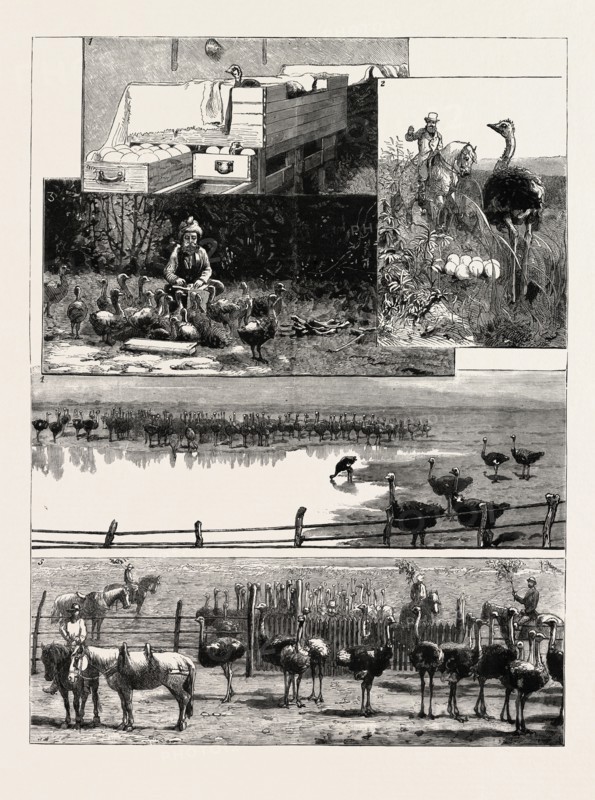 1. Artificial Incubation. 2. A Bird disturbed from its Nest. 3. Indian Coolie nursing Young Birds. 4. Ostriches Drinking 5. Mustering the Birds. OSTRICH FARMING AT HEATHERTON, NEAR GRAHAMSTOWN, SOUTH AFRICA
